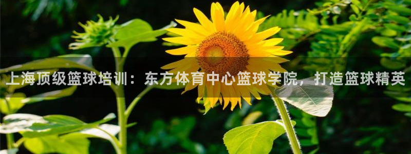 耀世娱乐是不是赚钱：上海顶级篮球培训：东方体育中心篮球学院，